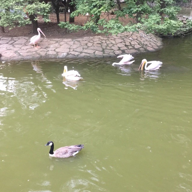 808109 水舞舞