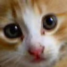 808265 大&猫