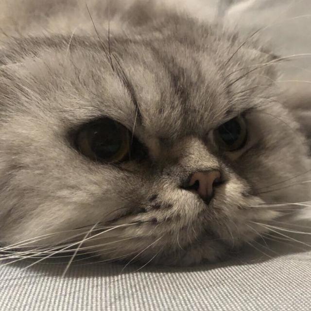 80900 Leekon