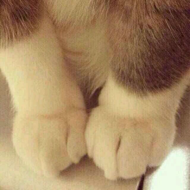 809274 妖妃