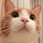 811217 老馋猫
