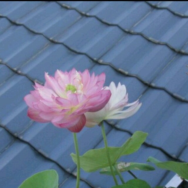 829092 巡山不是妖