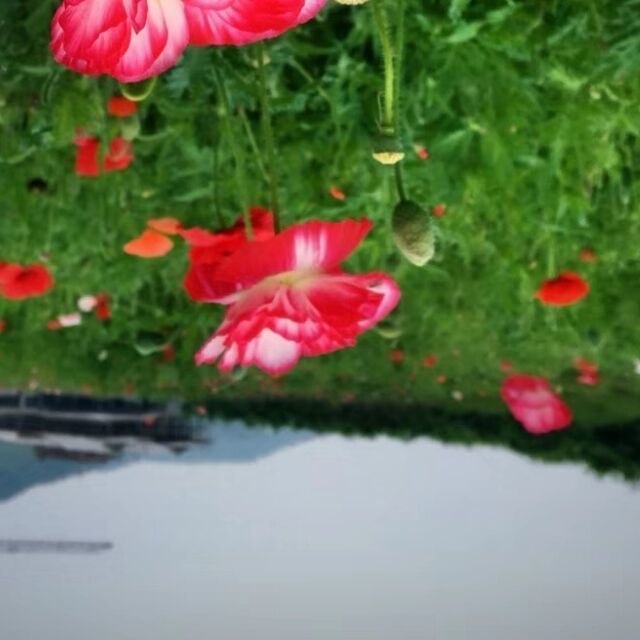 83087 御风而行