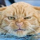 840704 猫熊