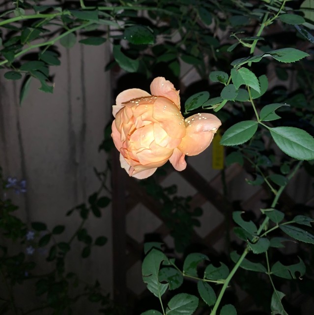 840983 晨雾中的林妖