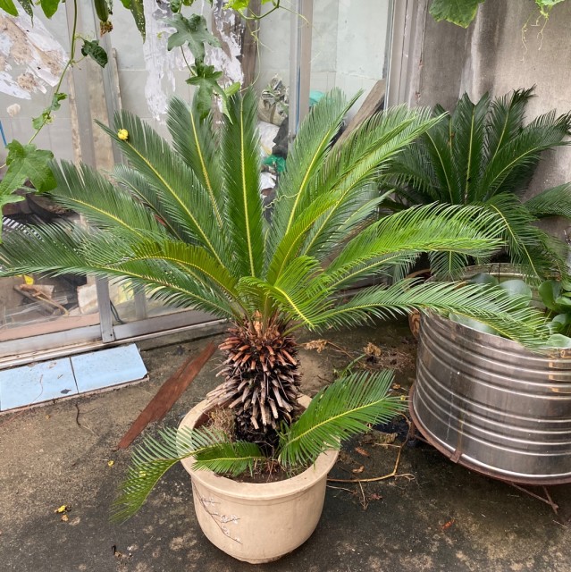 843091 一抹阳光
