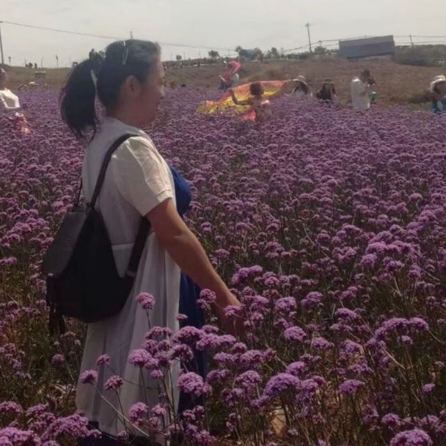 843527 扬过