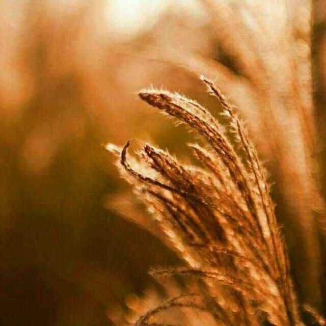 845080 给我一根稻草
