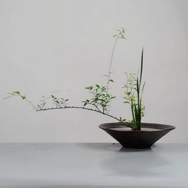 845869 非非茶