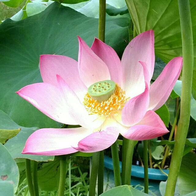 847167 龙之子