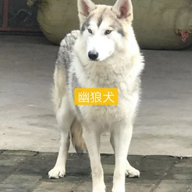 84843 幽狼犬【混血狼】