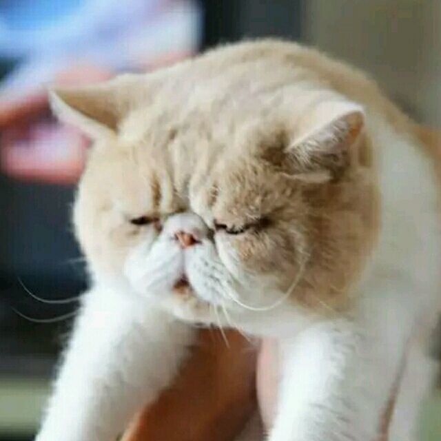 848782 Mochi