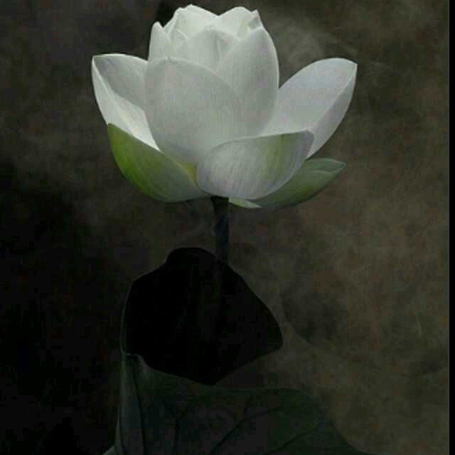 849012 蕾蕾