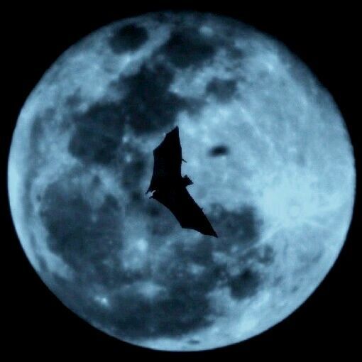 850956 Night Lords