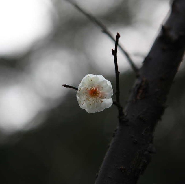 851800 嫣