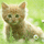 852306 adin