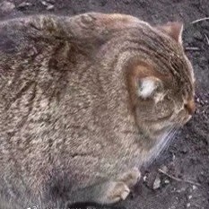 852778 0.0