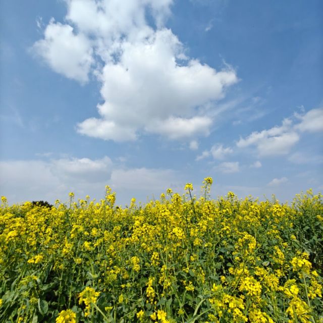 854082 胡.宅家真人