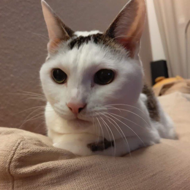 856423 猫脸酥
