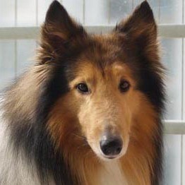 86151 狐狸