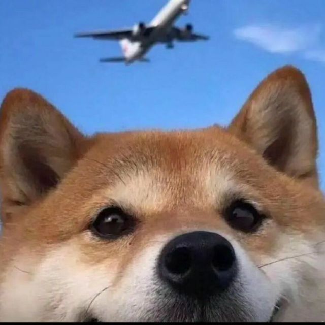 863083 永恒代理