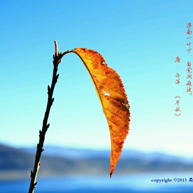 868246 秋叶飘零