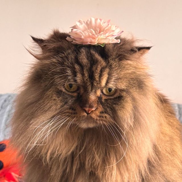 869831 猫眼看人