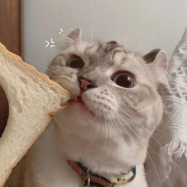 870869 只猫酱