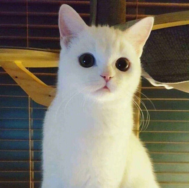 872450 起风了