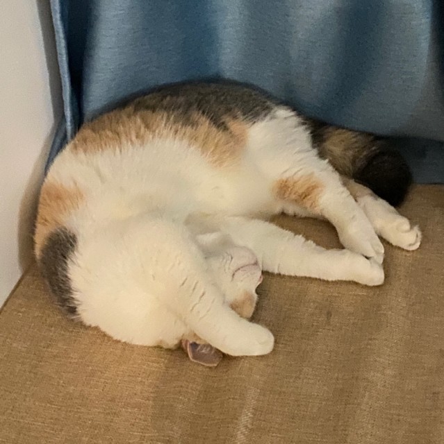 872838 cat