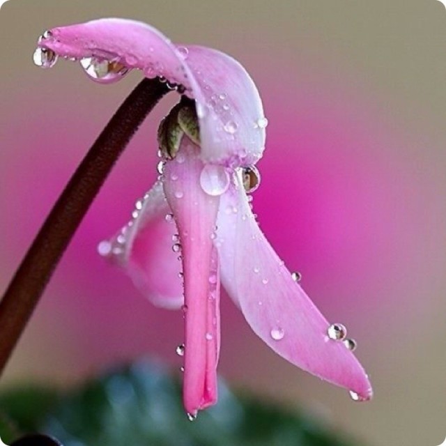 873387 若语/rose