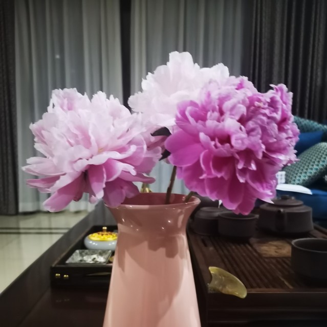 874421 糖糖