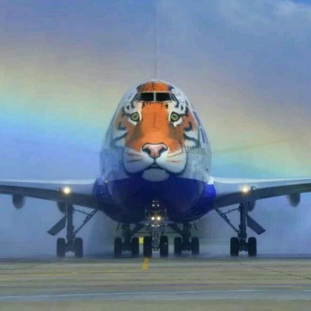 87623 TIGER 虎哥