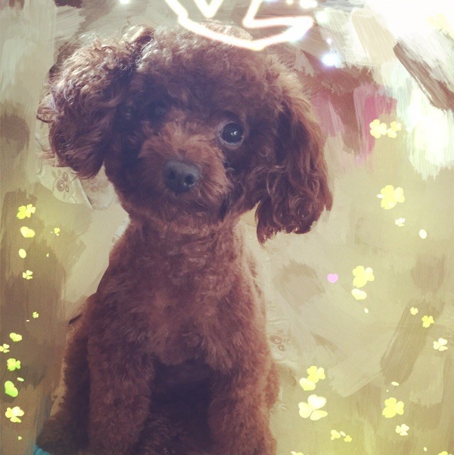 876619 Teddy。猫，元宝
