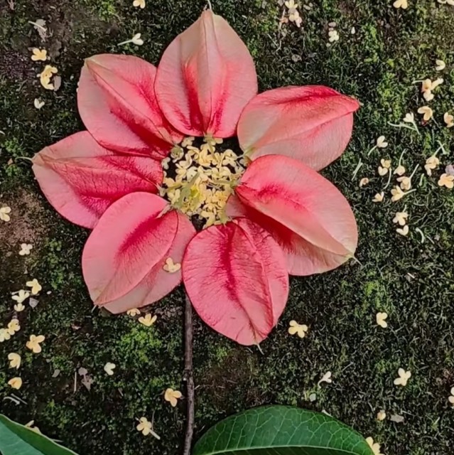 877377 无蕊花