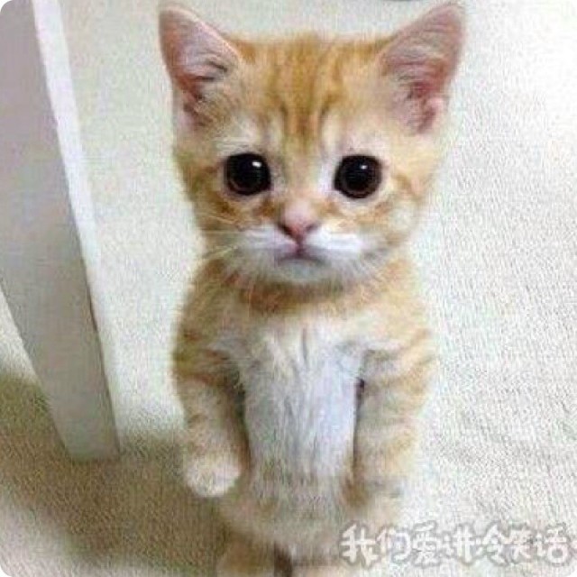 877791 小铲铲