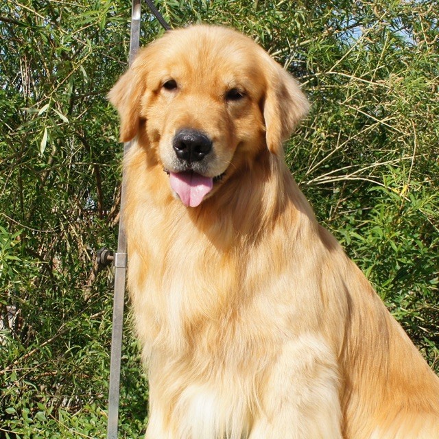 87970 未来犬舍