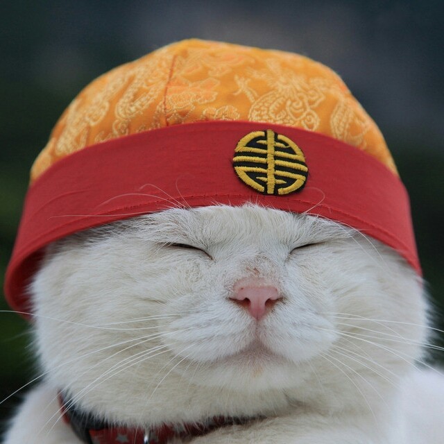 87977  謎の大叔