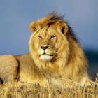 879855 Tiger