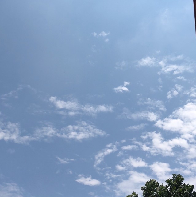 880575 藤藤