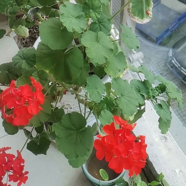 882167 清风徐来