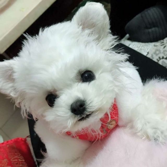 882284 小妖阿猫