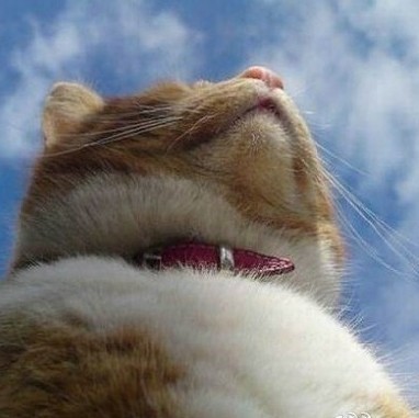 88479 猫头