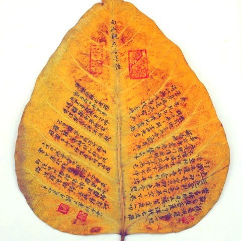 885750 一叶菩提