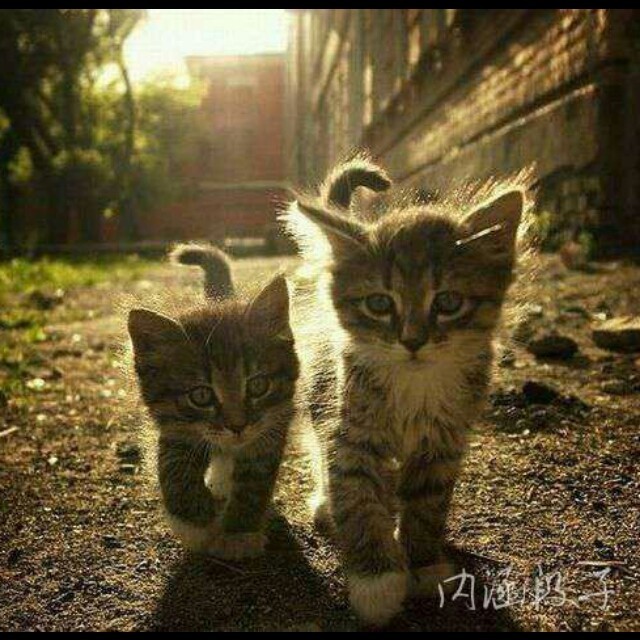 888639 想飞的猫