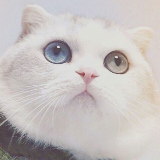 889824 忙碌的狮子