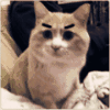 892553  逍遥猫