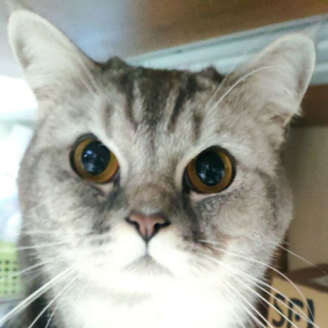 893784 格子