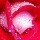 894802 Kiss.GoodBye