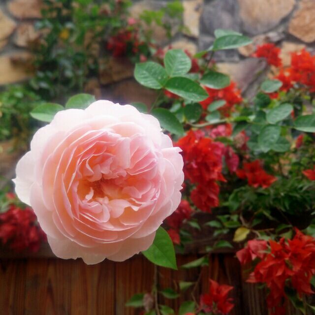 900585 彼岸花